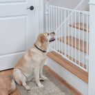 labrador retriever dog at bottom of stairs with baby pet gate